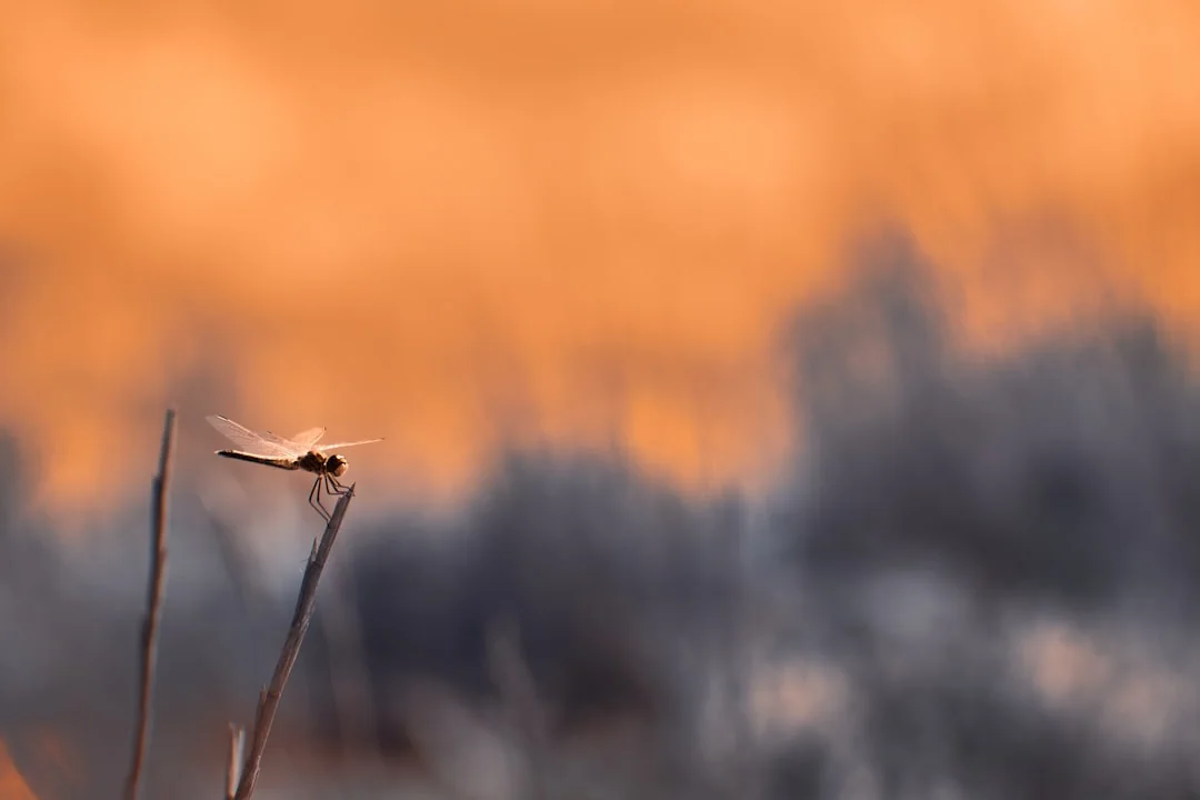 Cinco de Copas Invertido: 7 Lições Práticas Para Transformar Luto em Recomeço — Tarot no Horoscopo Certo